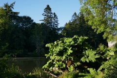 Gunnera tinctoria