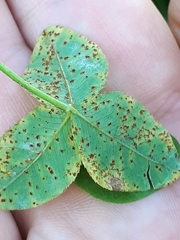 Uromyces trifolii-repentis