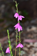 Tetratheca decora