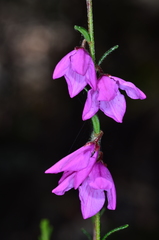 Tetratheca decora