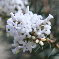 Acrothamnus melaleucoides