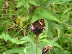 Erebia ligea takanonis