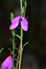 Tetratheca decora