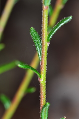 Tetratheca decora