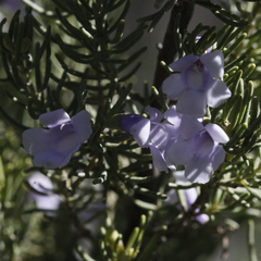Prostanthera teretifolia
