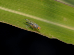 Acanthiophilus helianthi