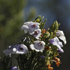 Prostanthera teretifolia