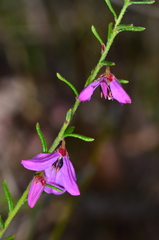 Tetratheca decora