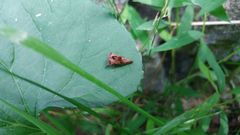Telamona ampelopsidis