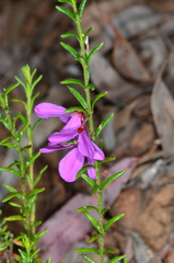 Tetratheca decora