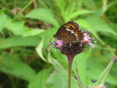 Erebia ligea takanonis
