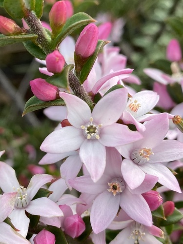 Philotheca buxifolia (Sm.) Paul G.Wilson