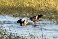 Alopochen aegyptiaca