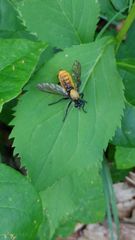Laphria sericea