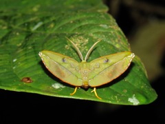 Omiza lycoraria