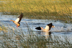 Alopochen aegyptiaca