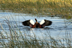 Alopochen aegyptiaca