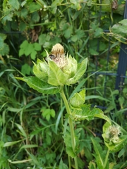 Cirsium oleraceum