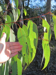 Corymbia eximia