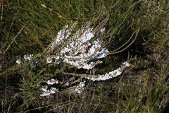 Epacris microphylla