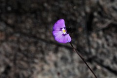 Utricularia uniflora