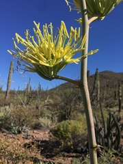 Agave cerulata subcerulata