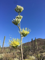 Agave cerulata subcerulata
