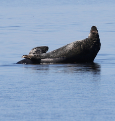 Halichoerus grypus grypus