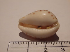 Notocypraea angustata