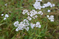 Achillea