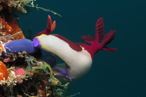 Nembrotha chamberlaini