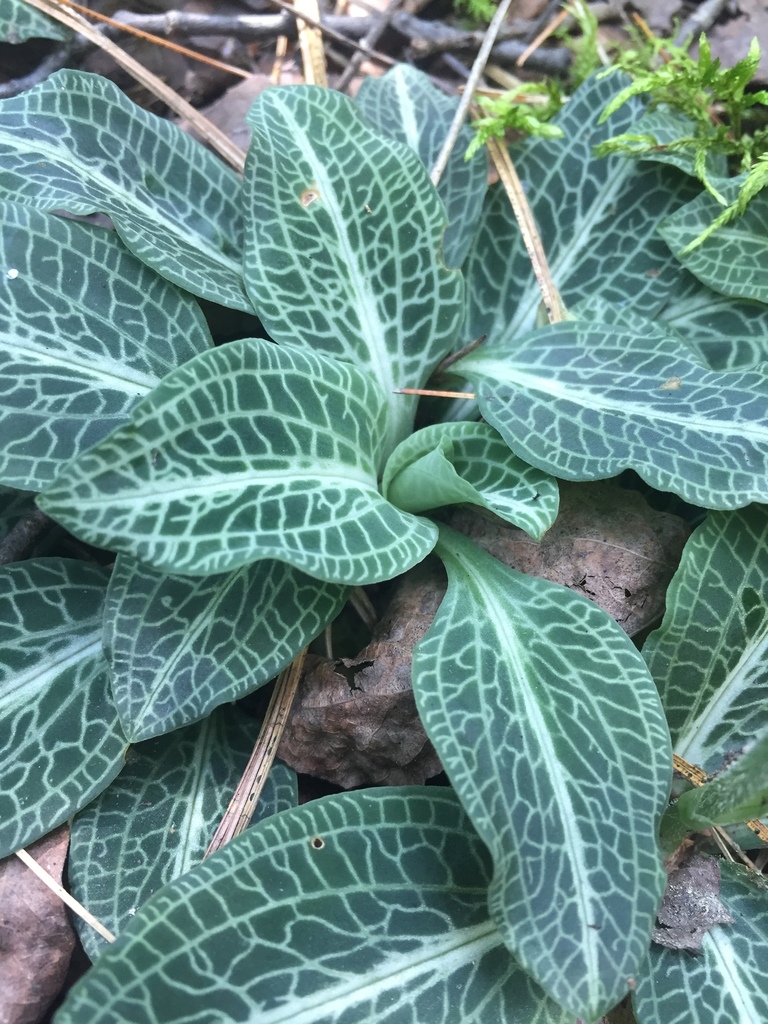 rattlesnake plantains (Orchidaceae (Orchid) of the Pacific Northwest
