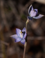 Thelymitra atronitida