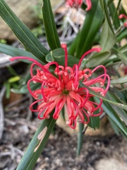 Grevillea oleoides