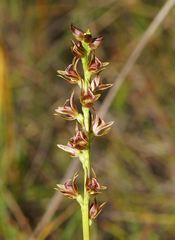 Prasophyllum appendiculatum