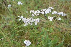 Achillea