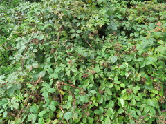 Rubus newbouldii