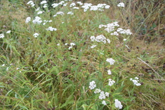 Achillea