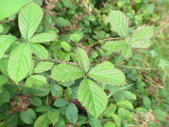 Rubus newbouldii