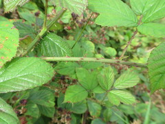 Rubus newbouldii