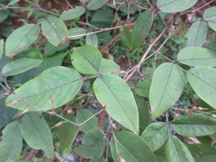 Lespedeza maximowiczii