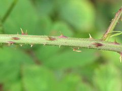 Rubus newbouldii