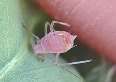 Aphis coronillae