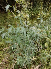 Thalictrum flavum