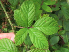 Rubus newbouldii