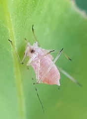 Aphis coronillae