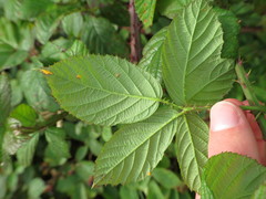 Rubus newbouldii