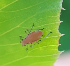 Aphis coronillae