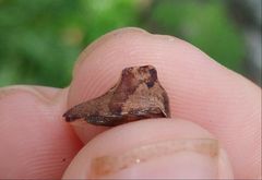 Telamona ampelopsidis