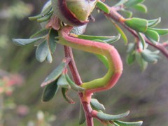 Chlorocoma cadmaria